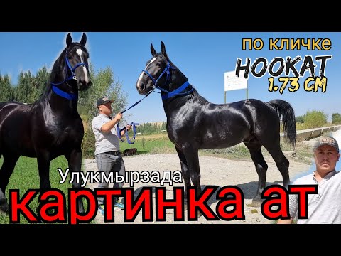 Видео: САТЫЛДЫ АТ мындай ат Чыккан эмес😱 НООКАТ УЛУКМЫРЗАДА