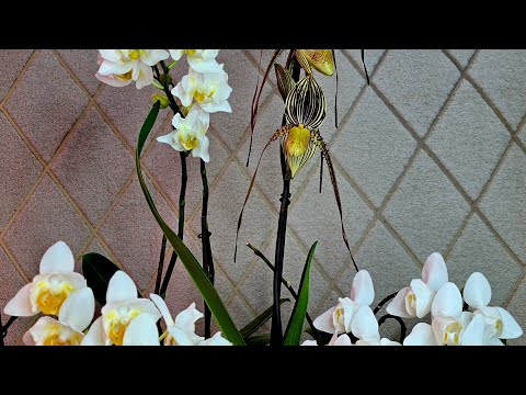 Видео: Самые стойкие цветущие бабочки жаркого сезона