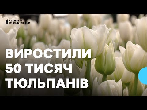 Видео: "Квіти – для бізнесу й душі": родина з Кіровоградщини виростила 50 тисяч тюльпанів в теплицях