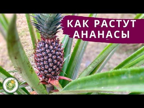 Видео: Как растут ананасы в Таиланде🍍