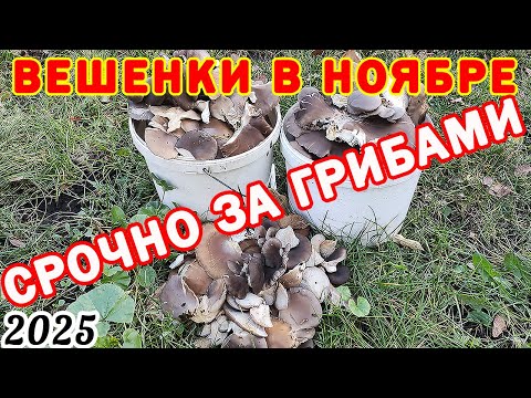 Видео: Фантастика! 2,5 Ведра грибов ВЕШЕНКИ Обыкновенной за 30 минут! Рядом с домом!