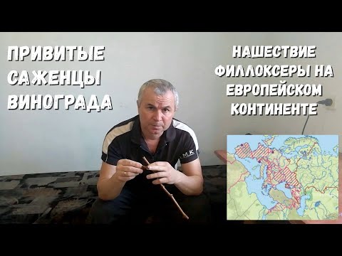 Видео: Привитые саженцы винограда. Нашествие филлоксеры.