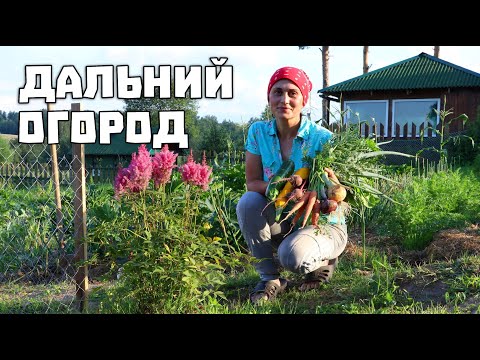 Видео: Урожай с моего огорода. Жизнь в деревне