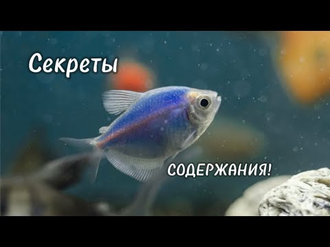 Видео: ТЕРНЕЦИЯ 🐠 : содержание , уход и разведение !