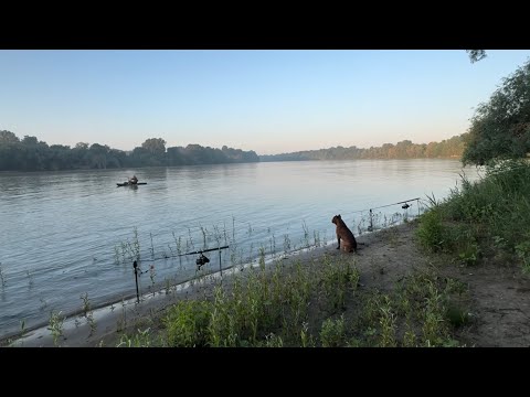 Видео: Рыбалка на реке Кубань в июне с двумя ночёвками⛺️Поймали дикого трофея🎣Шашлык из перепёлки🍗блюда на🪵