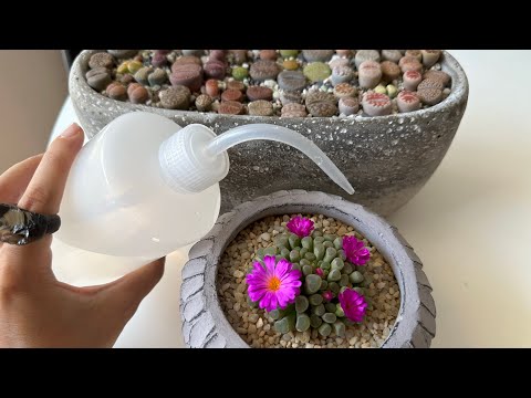 Видео: Литопсы/ Lithops. Как я поливаю литопсы ЛЕТОМ ☀️. Фрития цветёт. 23.06.2023.