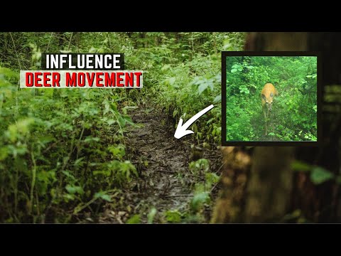 Видео: Влияйте на перемещение оленей, создавая тропы