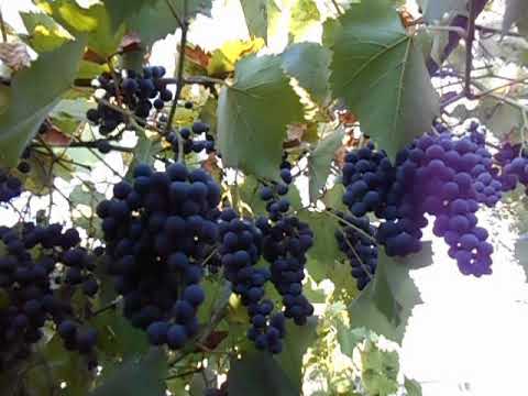 Видео: Виноград Маркетт Grapes Markett