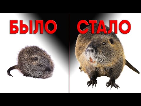 Видео: НУТРИИ: было и стало