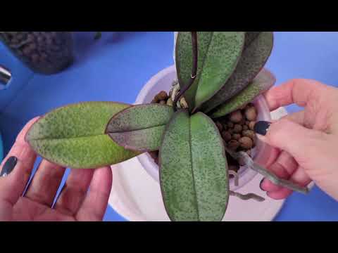 Видео: 12.11.24.пересадка Орхидеи из керамзита в кору.