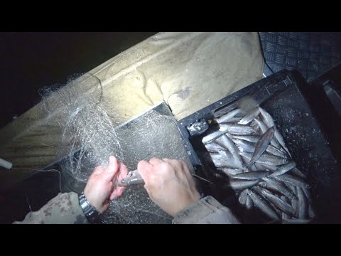 Видео: ПРОМЫСЛОВАЯ РЫБАЛКА НА КРАЙНЕМ СЕВЕРЕ / ЛОВЛЯ РЯПУШКИ СЕТЯМИ