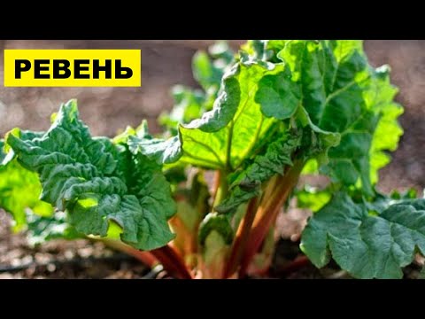 Видео: Выращивание Ревеня из семян как бизнес идея
