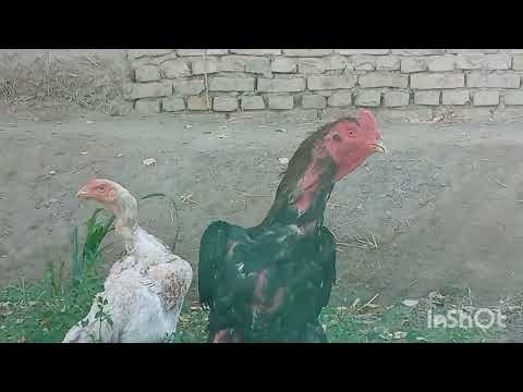 Видео: ЖУ́ЖАЛАР ЭГАЛАРИ УЧИН