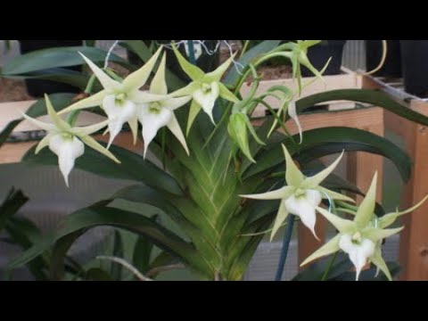 Видео: Клуб орхоманов в мае. Распродажа орхидей.Ангрекум, каттлея, венерин башмачок и брассавола. Покупки !