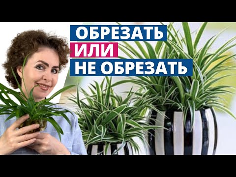 Видео: Обрезать усы-розетки у ХЛОРОФИТУМА или нет