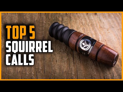 Видео: Пять лучших криков белок в 2024 году