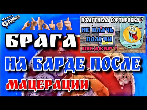 Видео: Ни грамма врагу , всё в дело . Брага на барде после мацерации концентрированного виноградного сока