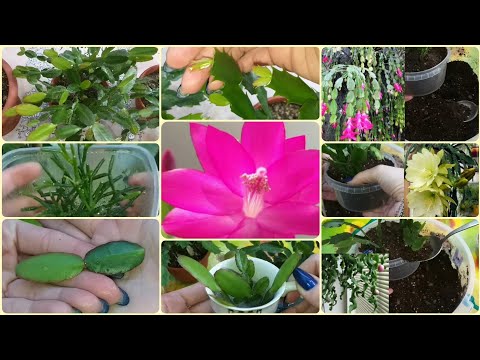 Видео: Декабристы🌸Рипсалидопсис🌱Хатиора🌻Лесные кактусы обзор в феврале🌷Пересадка🌿Уход🌸Размножение🌱Грунт