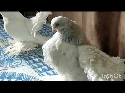 Видео: Голуби Статные Ростовский Лебедь(Stately Pigeons Rostov Swan)