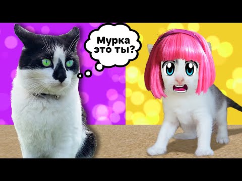 Видео: СМЕШНЫЕ РОЗЫГРЫШИ ДЛЯ КОТОВ! КОТ Малыш и КОШКА МУРКА и НОВЫЕ ПРИКОЛЫ