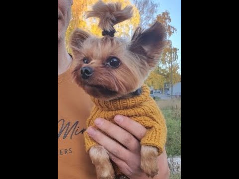Видео: Вяжем рукав в свитере для собачки