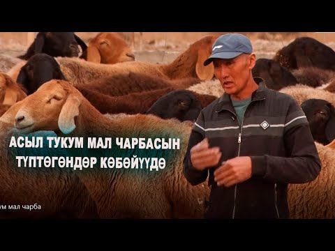 Видео: АСЫЛ ТУКУМ МАЛ ЧАРБАСЫН ТҮПТӨГӨНДӨР КӨБӨЙҮҮДӨ