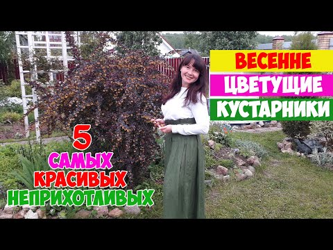 Видео: 5 КРАСИВЫХ И НЕПРИХОТЛИВЫХ ВЕСЕННИХ КУСТАРНИКОВ для САДА! Калина, Спирея, Барбарис, Вейгела, Айва.