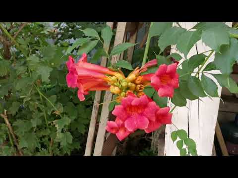 Видео: Анапа 17 июня Цыбанобалка небольшой обзор 🛖