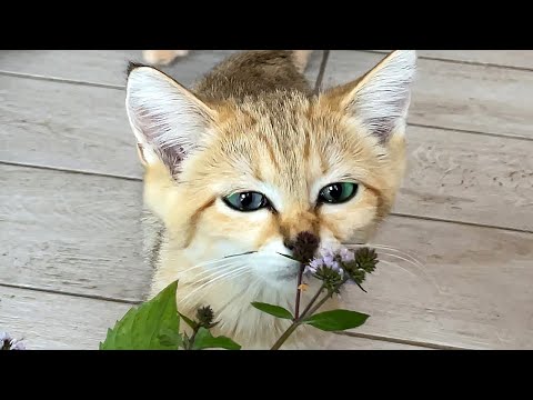 Видео: РЕАКЦИЯ БАРХАННЫХ КОТОВ, МЕЙН-КУНОВ, ПУМЫ И РЫСЕЙ НА МЯТУ