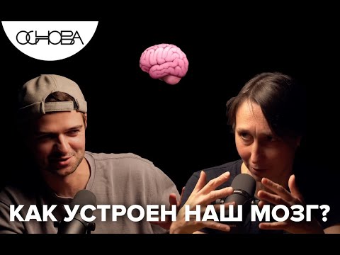 Видео: Мария Фаликман: Как устроен наш мозг? // Основа. Коротко