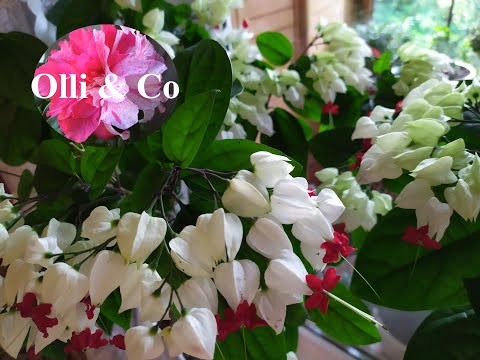 Видео: КЛЕРОДЕНДРУМ МОЙ УХОД