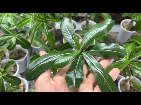 Видео: Ч.4 Обзор прививок. Изменения в августе🌞