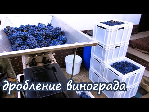 Видео: ДОМАШНЕЕ ВИНОДЕЛИЕ ПО ТЕХНОЛОГИИ / Дробление, внесение серы (пиросульфита калия)