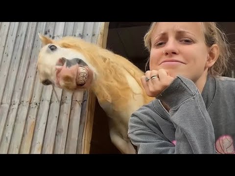 Видео: Эти забавные лошади — обязательно посмотрите! — Самые смешные видео о лошадях, стр. 6