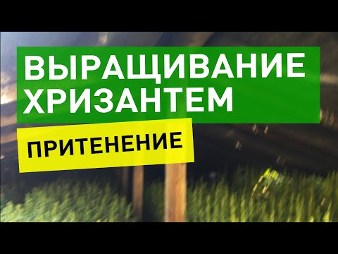 Видео: Хризантема выращиваемая  с притенением. 22.08.2021