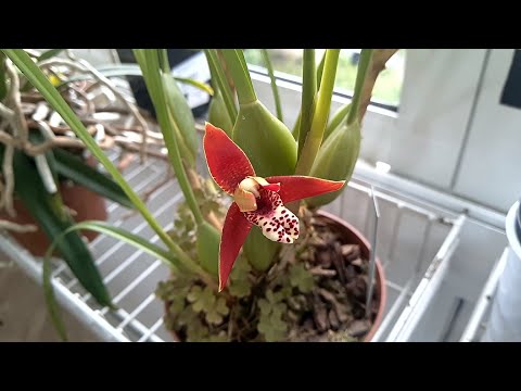 Видео: Цветение орхидеи максиллярия (Maxillaria tenuifolia)