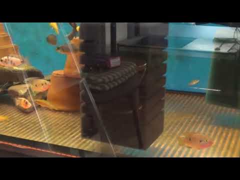 Видео: Аквариумные рыбки.Часть 36.Хромис красавец.