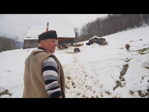 Видео: Зимове життя гуцулів у найвисокогірнішому хуторі Квасів.