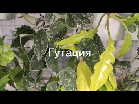 Видео: Ещё один зелёный уголочек на кухне/ Ноября 2025 /