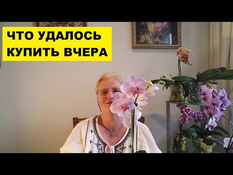 Видео: МОЯ ОРХИДЕЙНАЯ ПОКУПКА