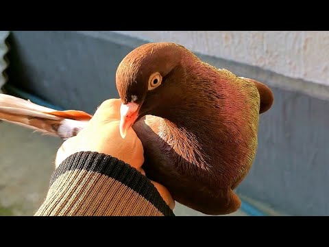 Видео: Прилетел голубь спустя 5 месяцев которого поймал Сапсан/A pigeon arrived which she was not 5 months