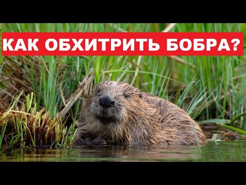 Видео: 💥КАК ОХОТИТЬСЯ НА БОБРА?