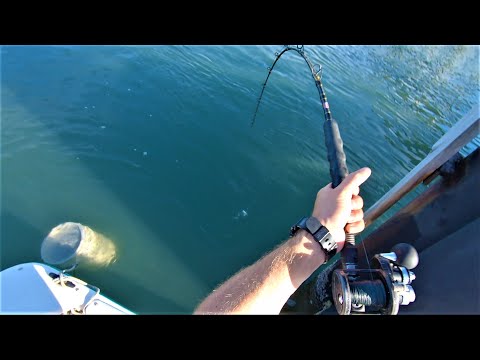 Видео: ДА ПОЖАЛУЙСТА - Ловля камбалы и овцеголова в Северной Каролине