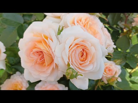 Видео: 🌹Вокруг розового сада🌹Цветение , июль 2025 год. #розы#Цветениероз#уральские розыанныгерман