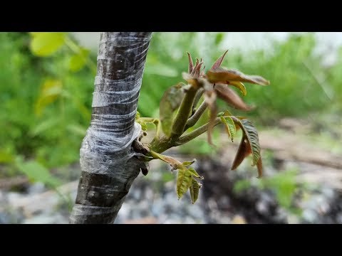 Видео: walnut grafting in winter and spring / прививка ореха зимой и весной