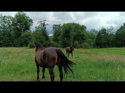 Видео: ГАРНІ КОНІ💪🔥🔔МОЖЛИВИЙ ПРОДАЖ КОБИЛИ 💲💲💲