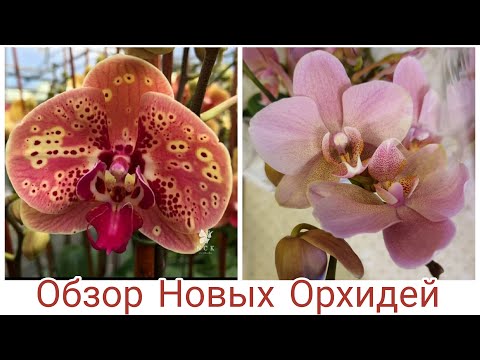 Видео: Привет от ЛЕТА | Обзор Новых Орхидей | Phal. Sun Peach 2,5' NCK; Phal. Treviso, multiflora, aroma