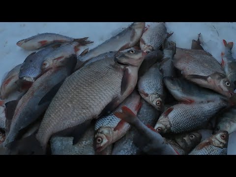 Видео: Сурское в глухозимье море поклевок