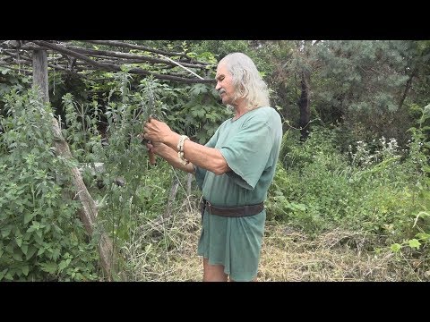 Видео: Трахтемиров. Хранитель древнего урочища в сакральном сердце старой Руси