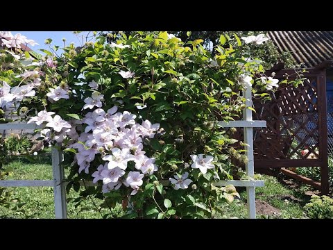 Видео: О клематисах ЧЕСТНО